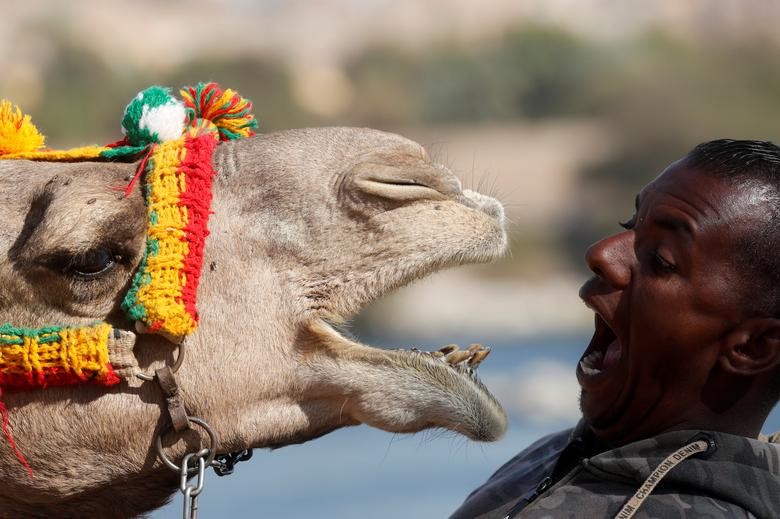 Hossam Nasser, 32, plays with his camel "Anter" in front of his house in the Nubian village of Gharb Soheil, on the west bank of the Nile river in Aswan, Egypt. REUTERS/Amr Abdallah Dalsh    
